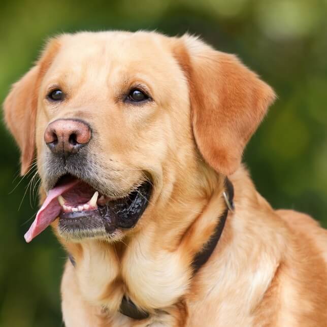 Unerlaubte Hundehaltung Darf ein Vermieter wegen